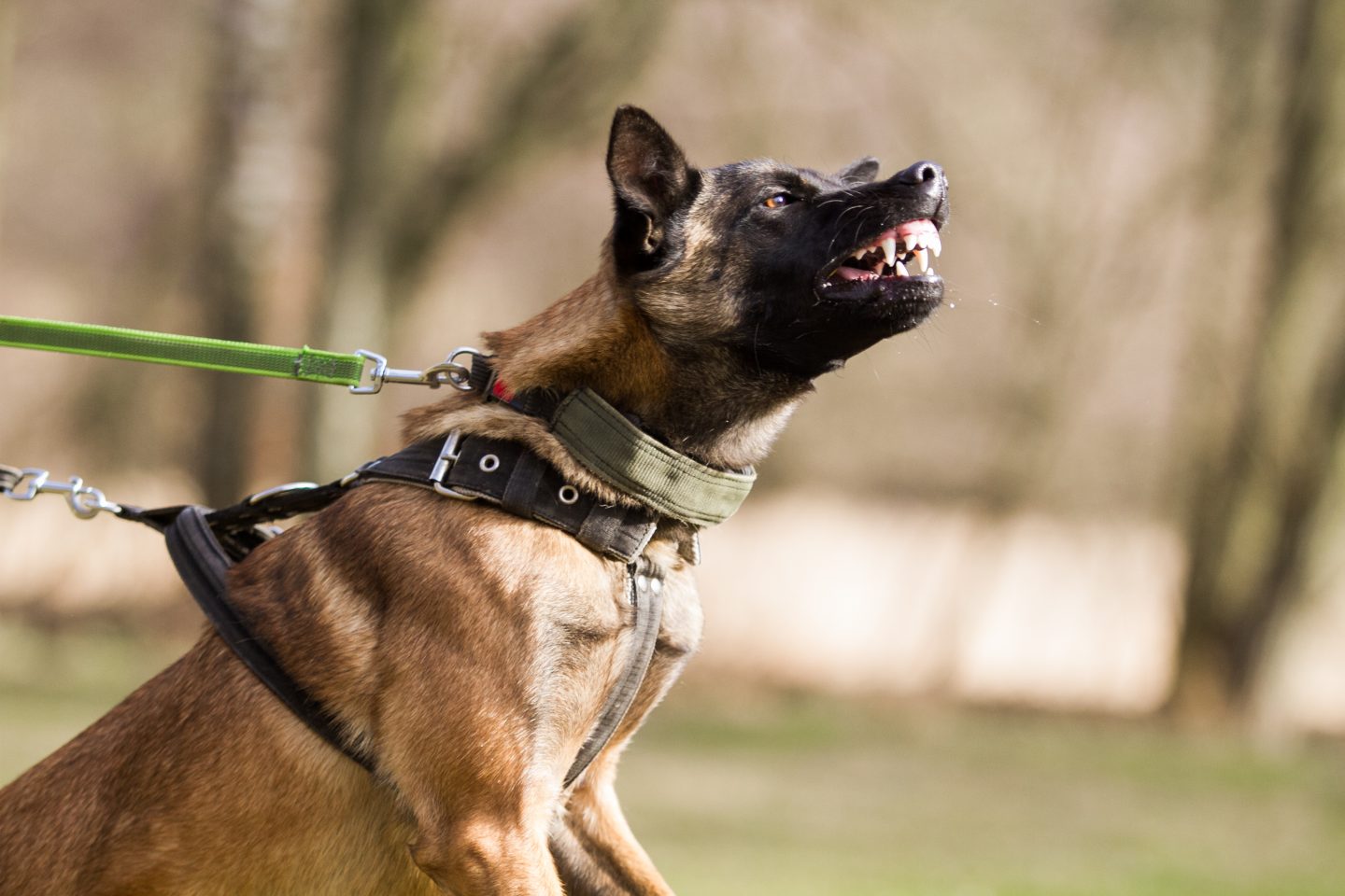 A Guide on Dog Leash Laws in NSW Criminal Defence Lawyers Australia