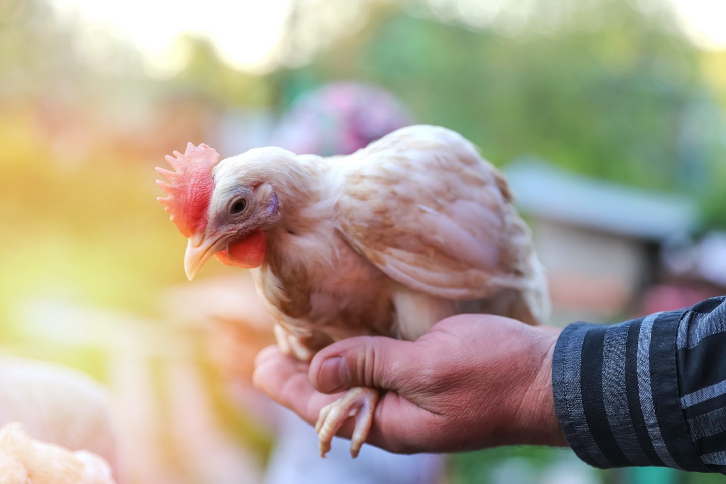 1440px x 960px - Court Hears Man Alternated Between Having Sex with Pet Chickens and His  Wife - Criminal Defence Lawyers Australia