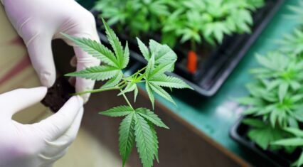 Marijuana weed legal in Australia