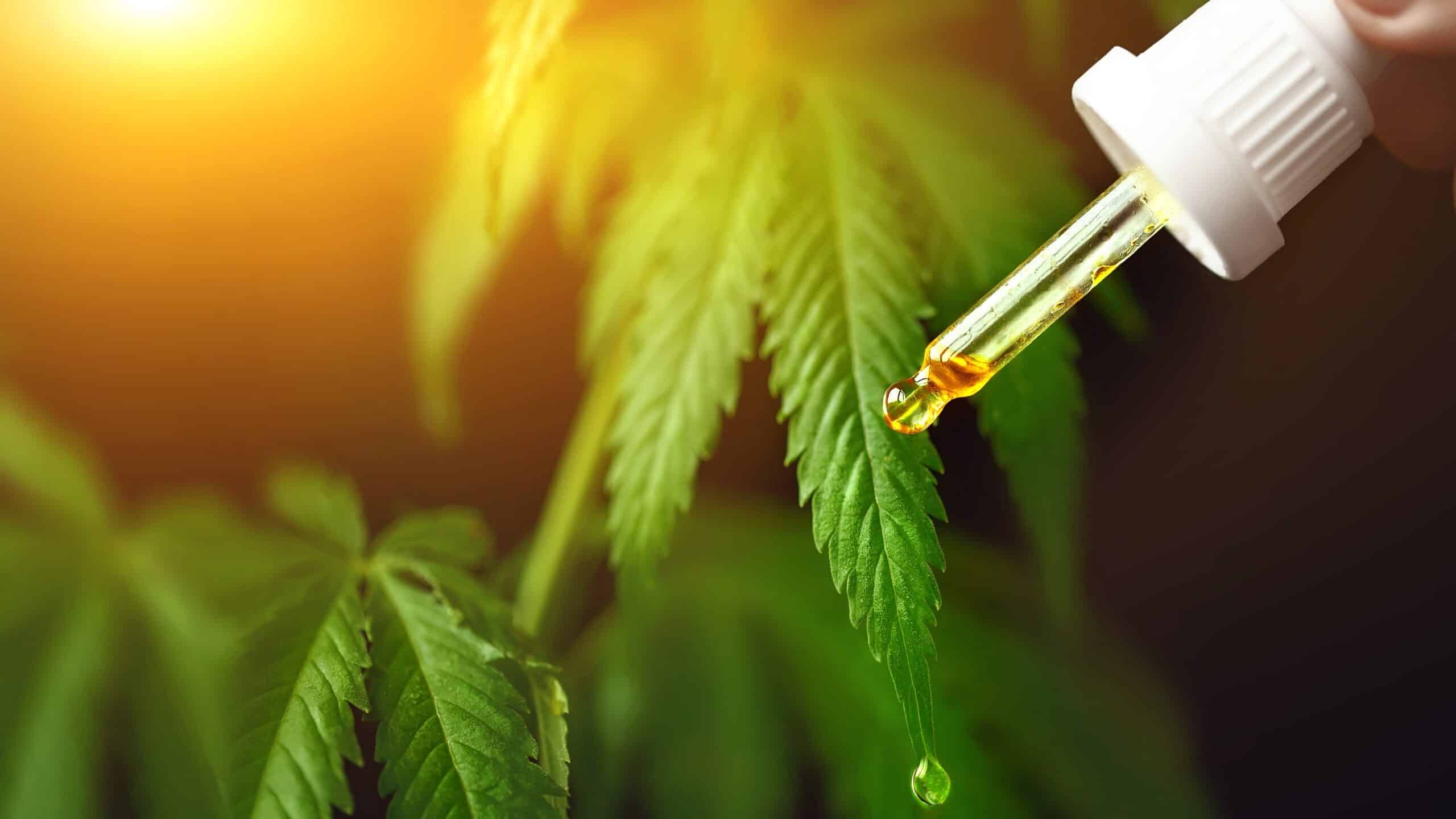 CBD Oil